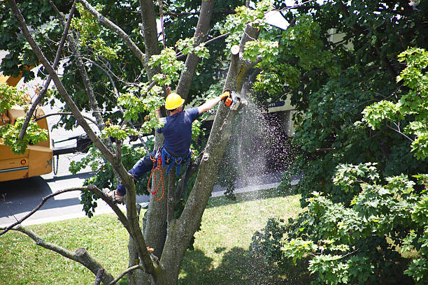  , USA Tree Removal Services Pros